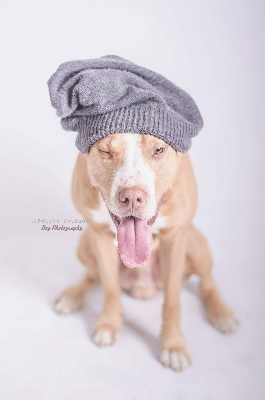 My Passion Is Taking Portraits Of Dogs