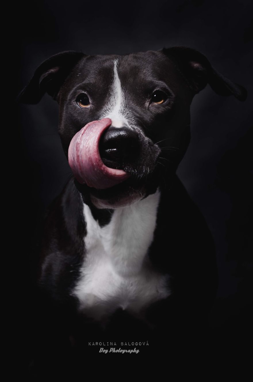 My Passion Is Taking Portraits Of Dogs