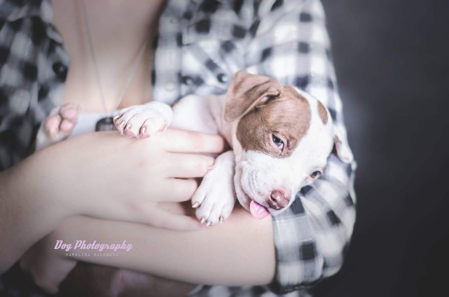 My Passion Is Taking Portraits Of Dogs