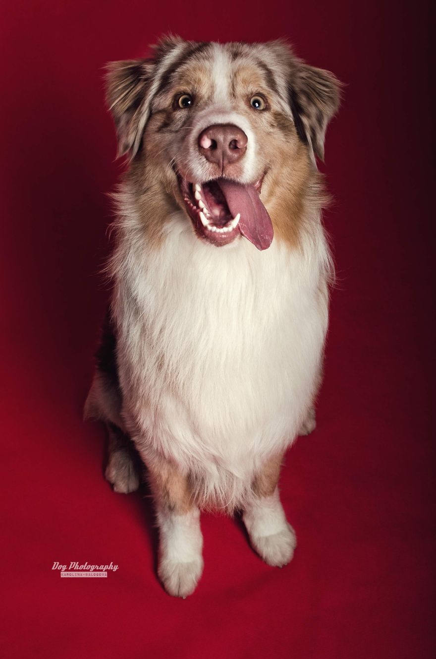 My Passion Is Taking Portraits Of Dogs
