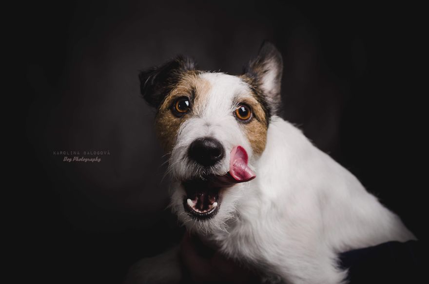 My Passion Is Taking Portraits Of Dogs