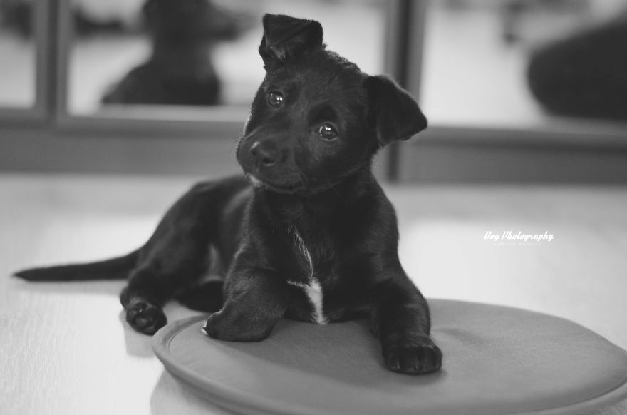 My Passion Is Taking Portraits Of Dogs