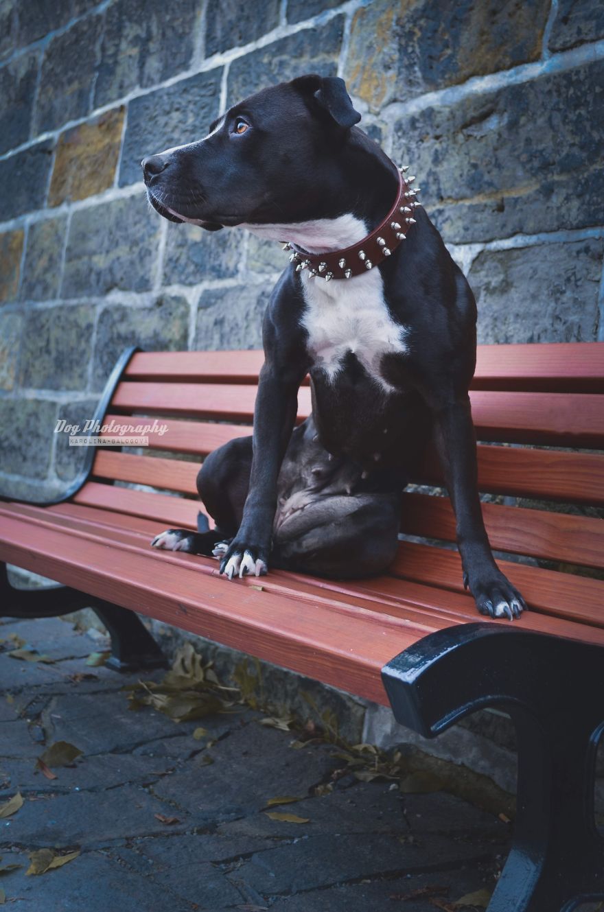 My Passion Is Taking Portraits Of Dogs