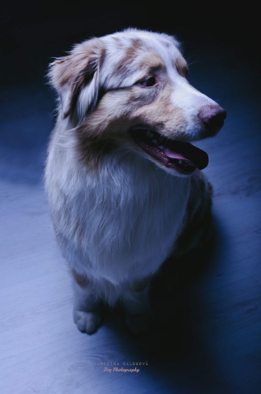My Passion Is Taking Portraits Of Dogs