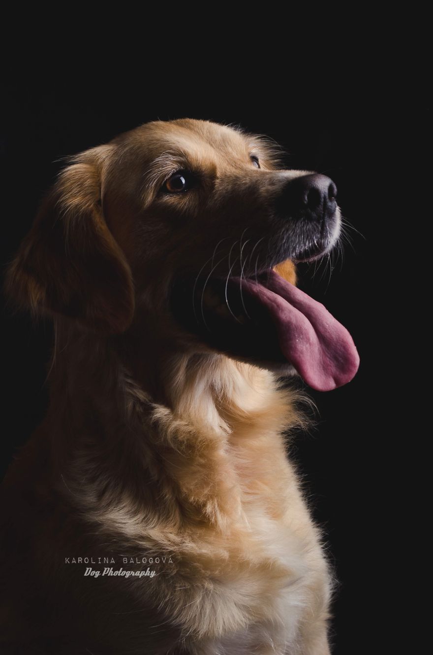 My Passion Is Taking Portraits Of Dogs