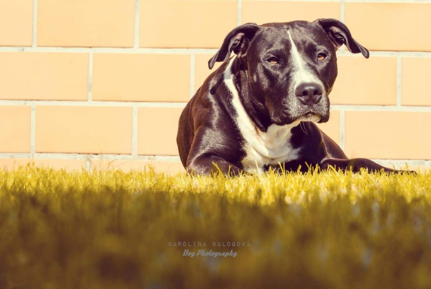 My Passion Is Taking Portraits Of Dogs