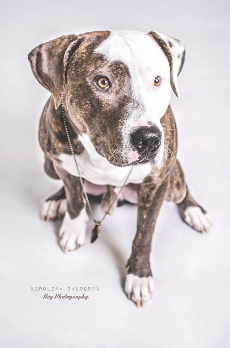 My Passion Is Taking Portraits Of Dogs