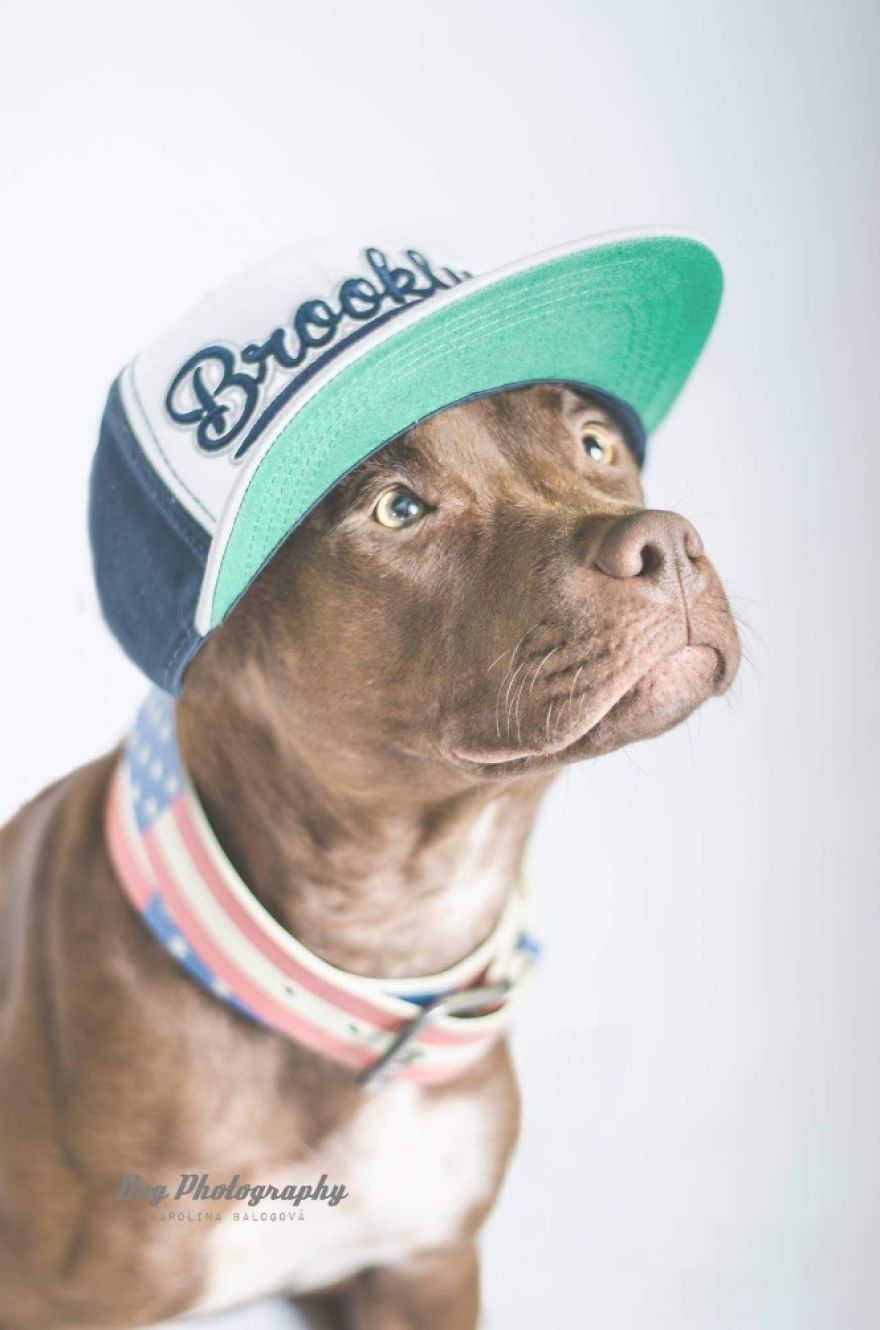 My Passion Is Taking Portraits Of Dogs