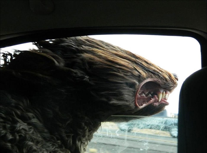 68 Funny Dogs That Love Car Rides More Than Anything