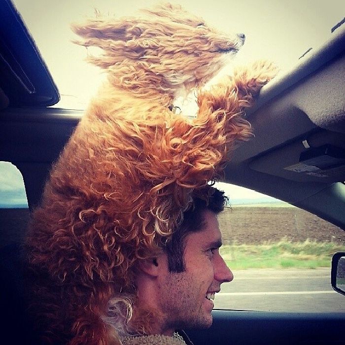 68 Funny Dogs That Love Car Rides More Than Anything