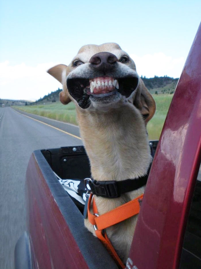 68 Funny Dogs That Love Car Rides More Than Anything