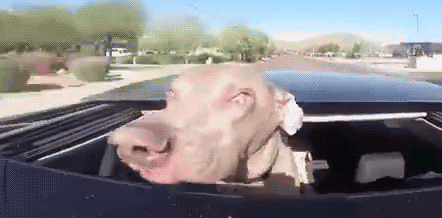 68 Funny Dogs That Love Car Rides More Than Anything