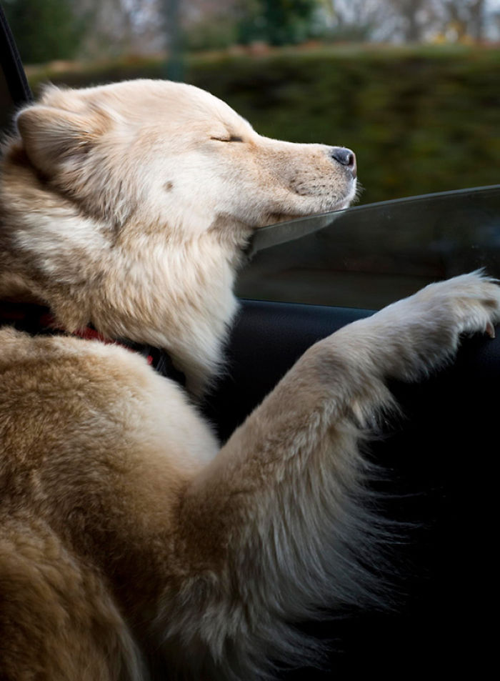 68 Funny Dogs That Love Car Rides More Than Anything