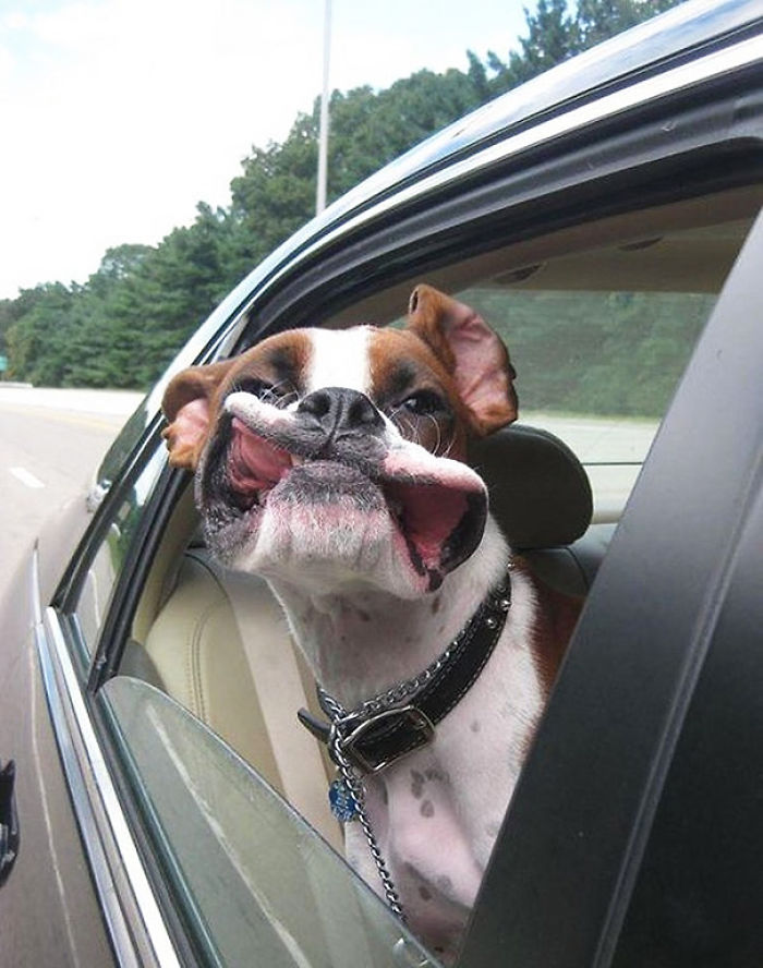68 Funny Dogs That Love Car Rides More Than Anything