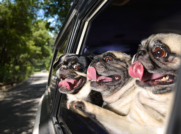 68 Funny Dogs That Love Car Rides More Than Anything