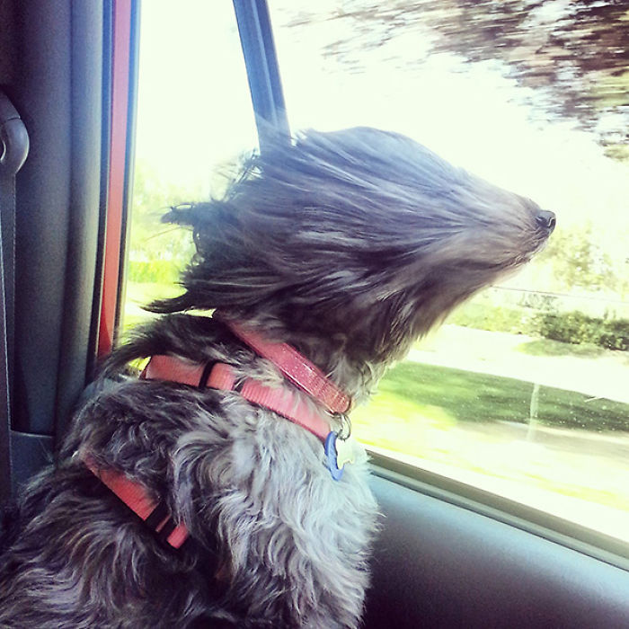 68 Funny Dogs That Love Car Rides More Than Anything
