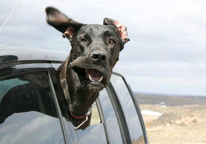 68 Funny Dogs That Love Car Rides More Than Anything