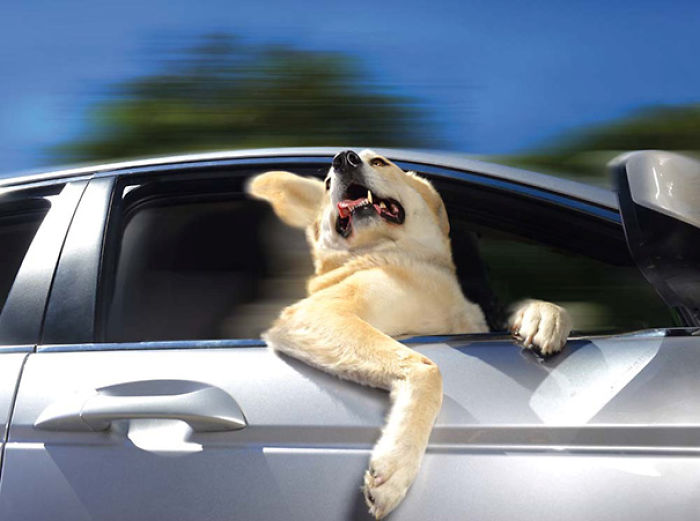 68 Funny Dogs That Love Car Rides More Than Anything
