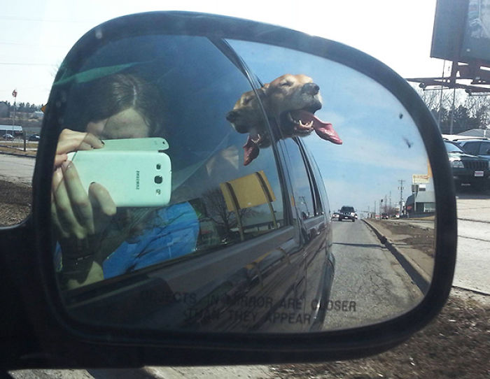 68 Funny Dogs That Love Car Rides More Than Anything