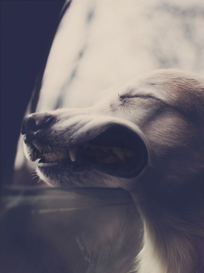 68 Funny Dogs That Love Car Rides More Than Anything