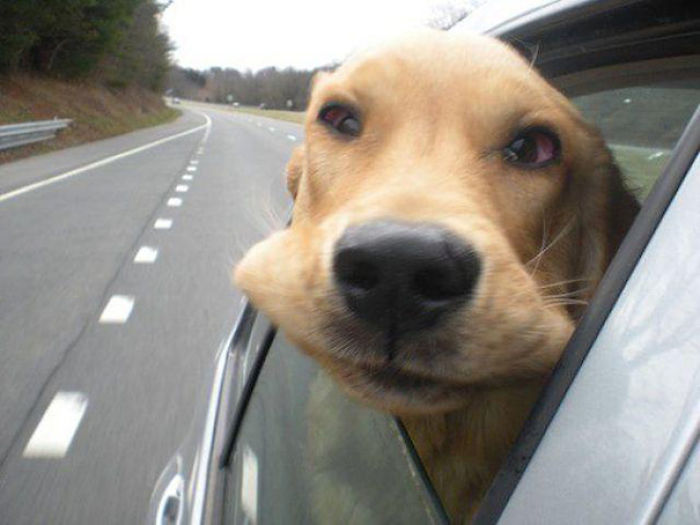 68 Funny Dogs That Love Car Rides More Than Anything