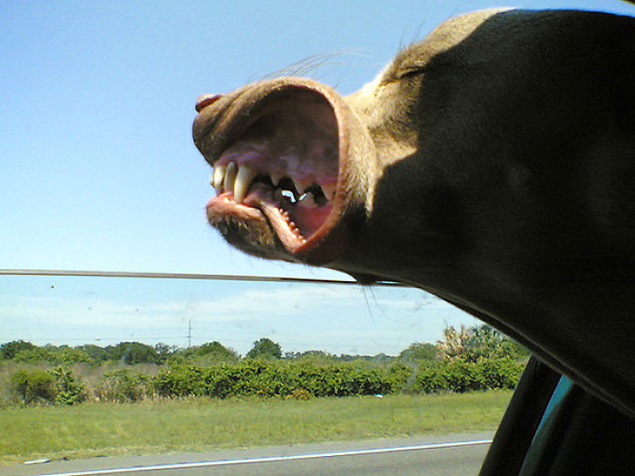 68 Funny Dogs That Love Car Rides More Than Anything