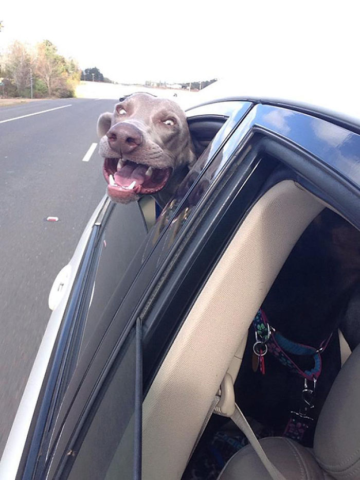 68 Funny Dogs That Love Car Rides More Than Anything