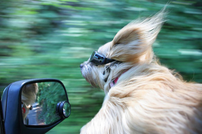 68 Funny Dogs That Love Car Rides More Than Anything