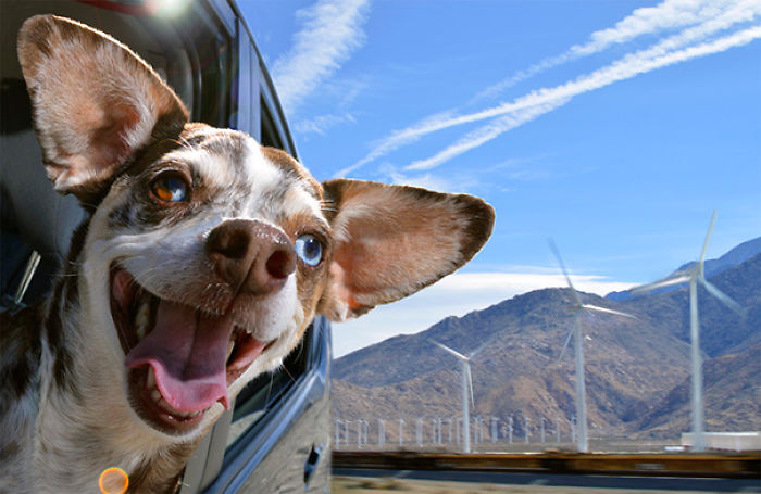68 Funny Dogs That Love Car Rides More Than Anything