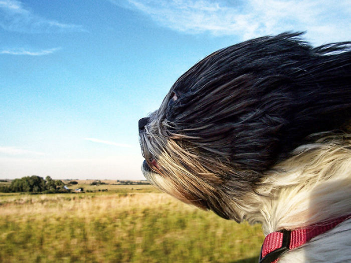 68 Funny Dogs That Love Car Rides More Than Anything