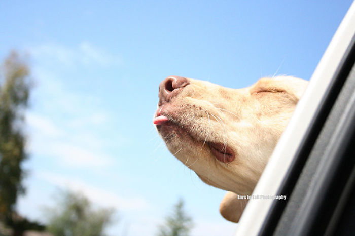 68 Funny Dogs That Love Car Rides More Than Anything