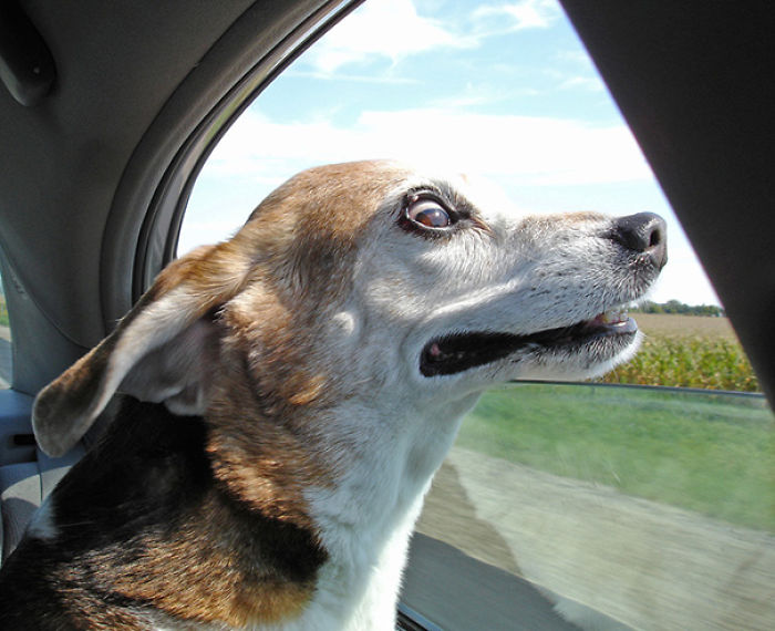 68 Funny Dogs That Love Car Rides More Than Anything