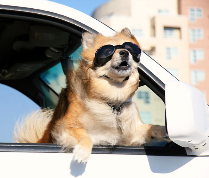 68 Funny Dogs That Love Car Rides More Than Anything