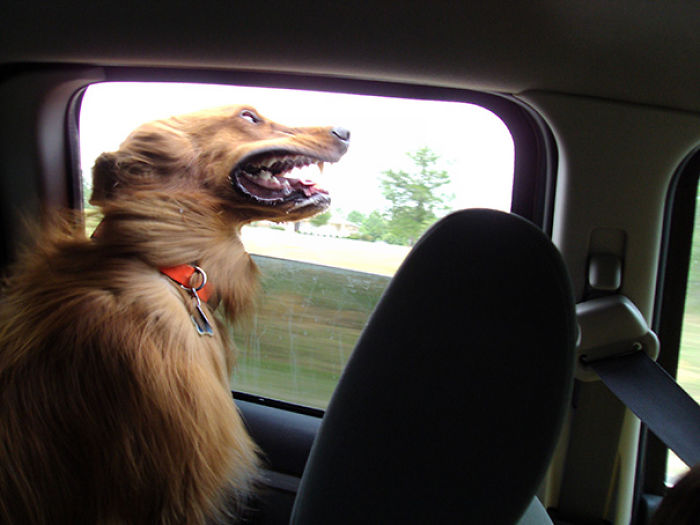 68 Funny Dogs That Love Car Rides More Than Anything