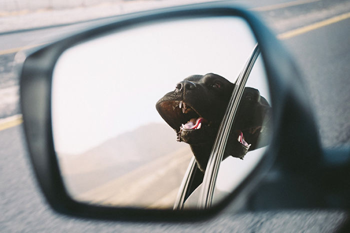 68 Funny Dogs That Love Car Rides More Than Anything
