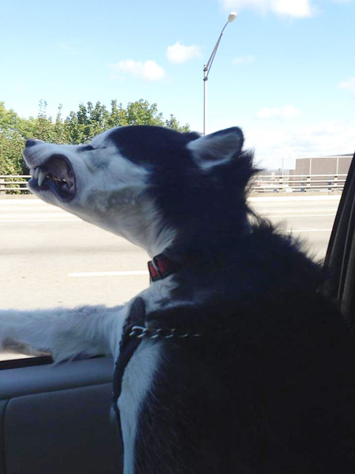 68 Funny Dogs That Love Car Rides More Than Anything
