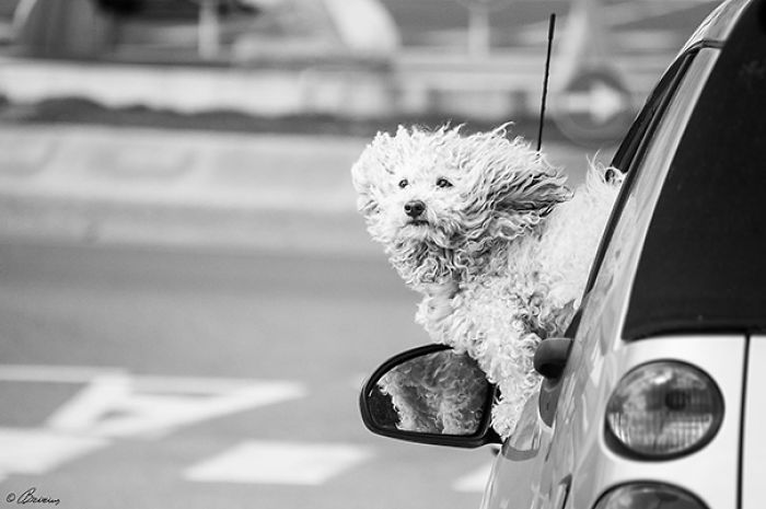 68 Funny Dogs That Love Car Rides More Than Anything