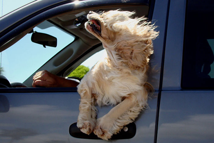 68 Funny Dogs That Love Car Rides More Than Anything