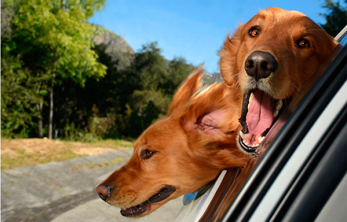 68 Funny Dogs That Love Car Rides More Than Anything