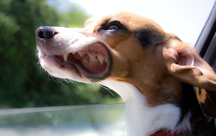 68 Funny Dogs That Love Car Rides More Than Anything
