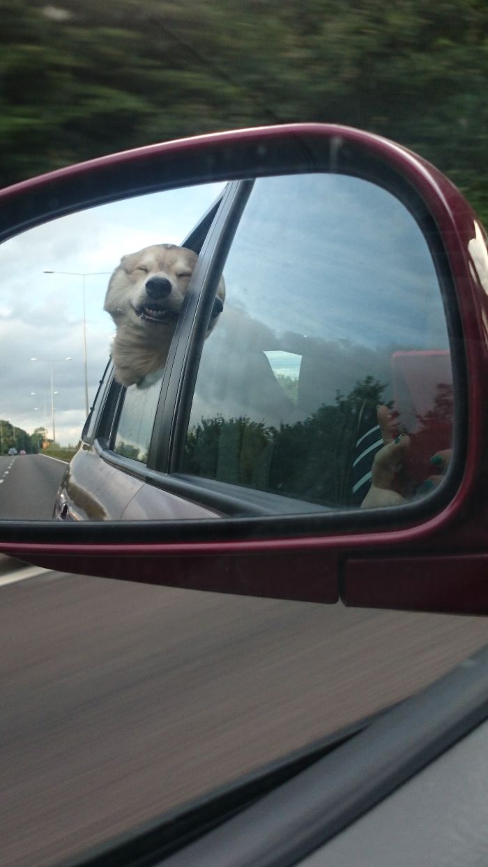 68 Funny Dogs That Love Car Rides More Than Anything