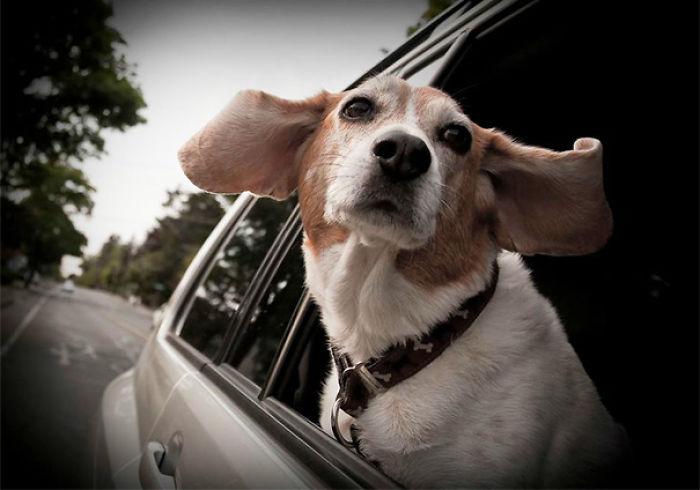 68 Funny Dogs That Love Car Rides More Than Anything