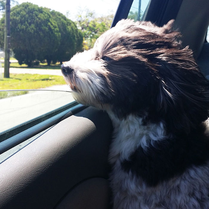 68 Funny Dogs That Love Car Rides More Than Anything