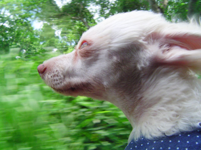 68 Funny Dogs That Love Car Rides More Than Anything
