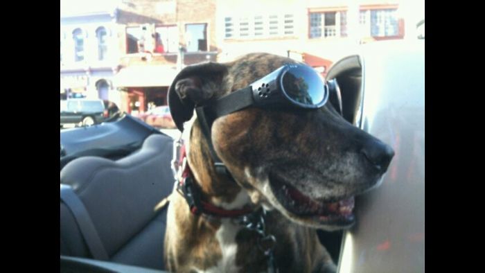 68 Funny Dogs That Love Car Rides More Than Anything