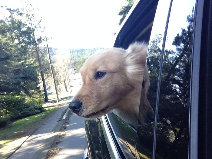 68 Funny Dogs That Love Car Rides More Than Anything