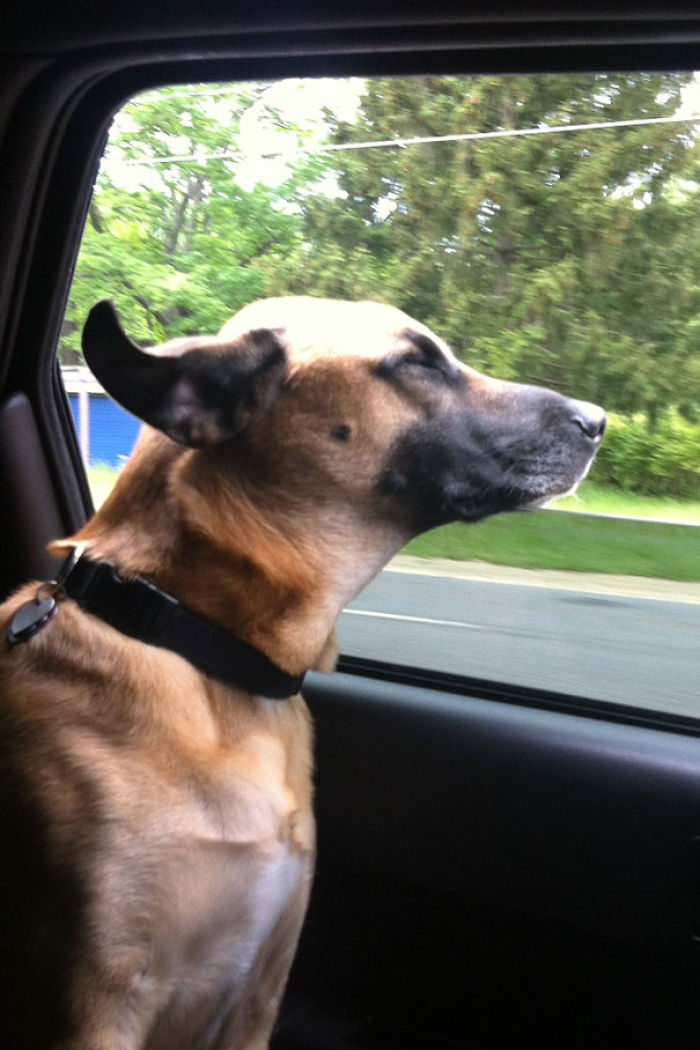 68 Funny Dogs That Love Car Rides More Than Anything