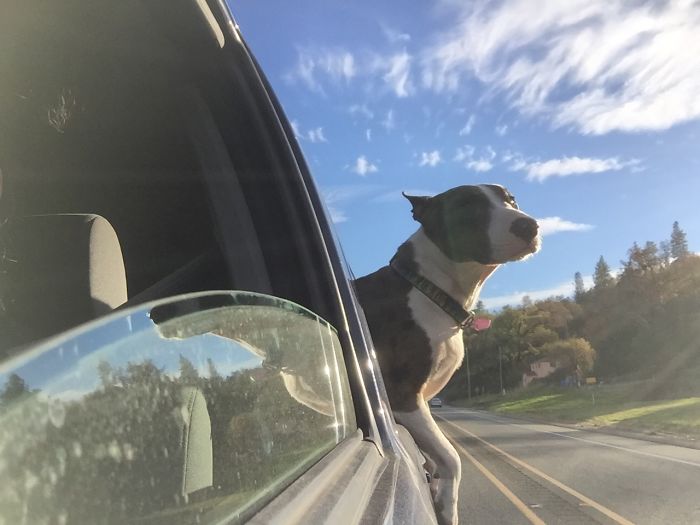 68 Funny Dogs That Love Car Rides More Than Anything
