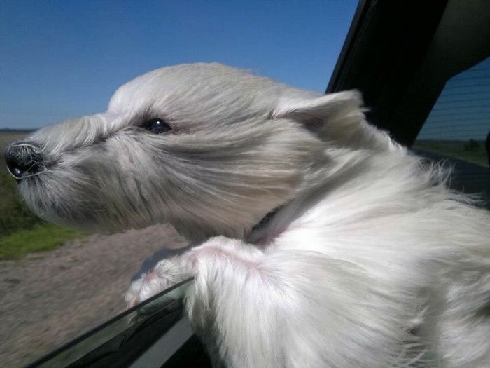 68 Funny Dogs That Love Car Rides More Than Anything