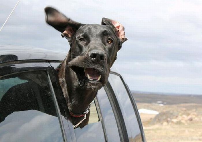 68 Funny Dogs That Love Car Rides More Than Anything